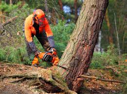 Rayville, LA Tree Care Company