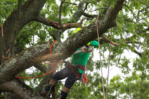 How Our Tree Care Process Works  in  Rayville, LA